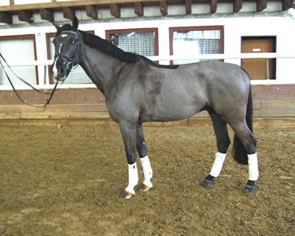 horse Isodor (anglo european sporthorse, 2014, from Barcadi)