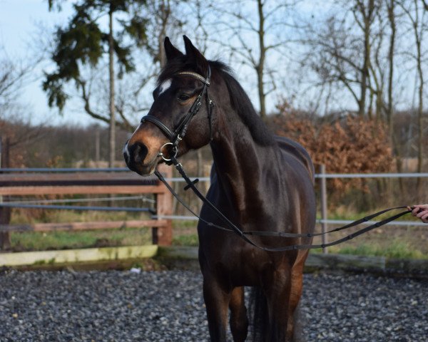 broodmare Cailin 8 (Holsteiner, 2010, from Casall Ask)