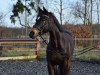 broodmare Cailin 8 (Holsteiner, 2010, from Casall)