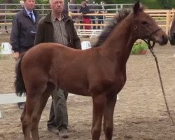 dressage horse Sweet Heart 9 (Westphalian, 2014, from Sir Heinrich OLD)