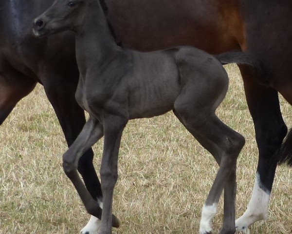 dressage horse Sannika (German Sport Horse, 2014, from Stockholm)