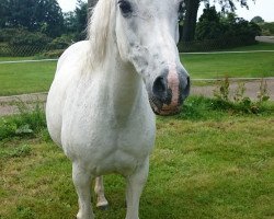 broodmare Pricilla (German Riding Pony, 1991)