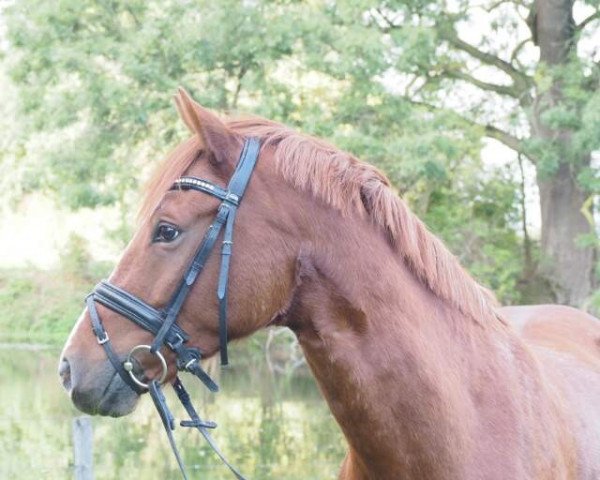 dressage horse Deja-vu 37 (German Riding Pony, 2010, from FS Don't Worry)