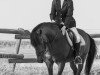 stallion Boy (New Forest Pony, 1988, from Watershof Pretendent)