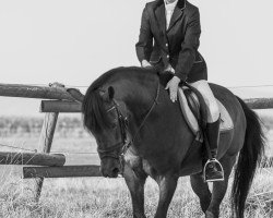 stallion Boy (New Forest Pony, 1988, from Watershof Pretendent)