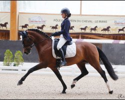 stallion Swyn Barrade (Welsh, 2006, from Ceulan Nathan)