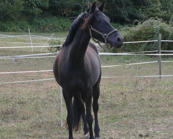 Zuchtstute Eos Black Widow Fast (Französisches Pony, 2014, von Swyn Barrade)