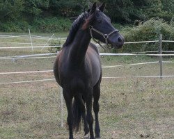 Pferd EOS BLACK WIDOW FAST (Französisches Pony, 2014, von Swyn Barrade)