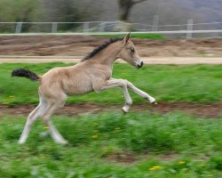 Zuchtstute London Queen Fast (Französisches Pony, 2017, von FS Mr. Right)