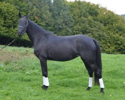 Zuchtstute Black Velvet Fast (Französisches Pony, 2011, von Sunny Boy)