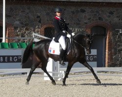 stallion Under Cover Fast (French Pony, 2008, from Latimer)