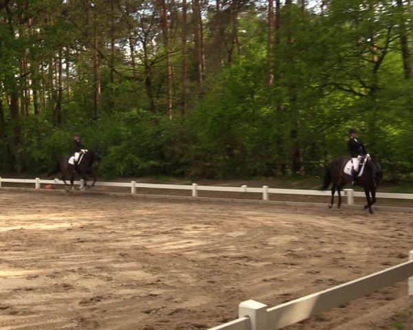 Reitturnier Meppen 2018