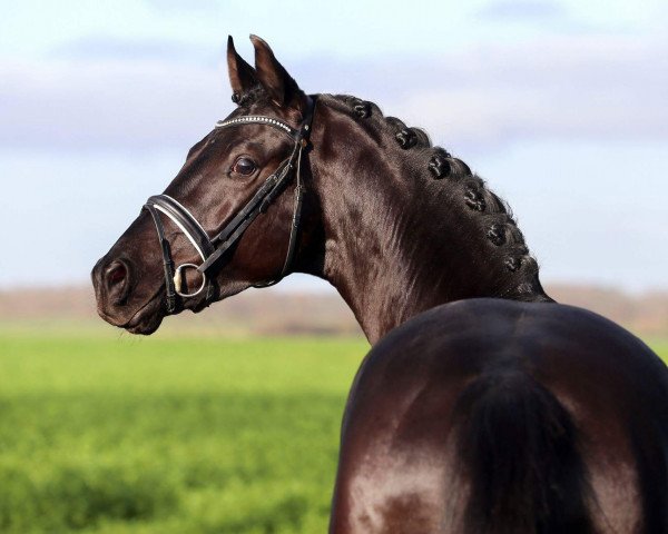 stallion Mykonos (Hanoverian, 2015, from E.H. Millennium)