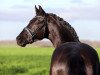 stallion Mykonos (Hanoverian, 2015, from E.H. Millennium)