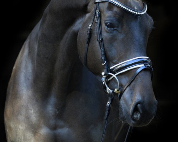 dressage horse Jetlag (Westphalian, 2006, from Jazz Rubin)