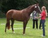 Zuchtstute Lady Moonlight (Westfale, 2011, von Lord Lancer)