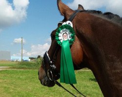 dressage horse Rialto 108 (Westphalian, 2008, from Rock Forever NRW)