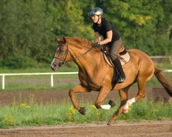 Pferd Neblina (Trakehner, 1995, von Sixtus)