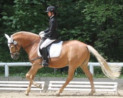 dressage horse Duke 271 (German Riding Pony, 2005, from Donchester)