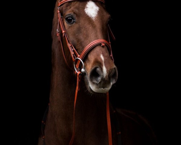 broodmare Lilli (Hanoverian, 2002, from Londonderry)