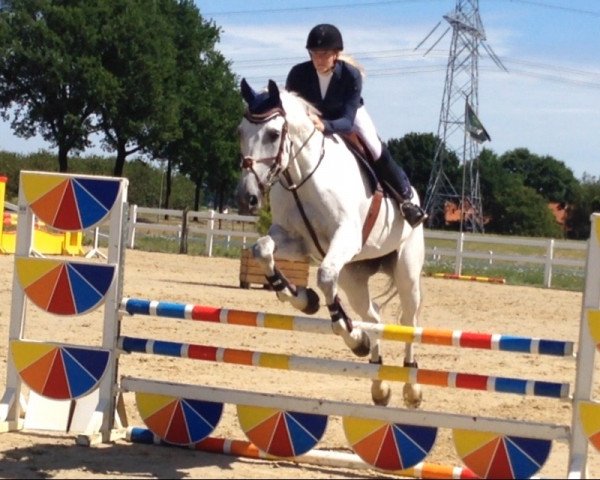 dressage horse Chaplin B (Holsteiner, 2003, from Charmonix V)