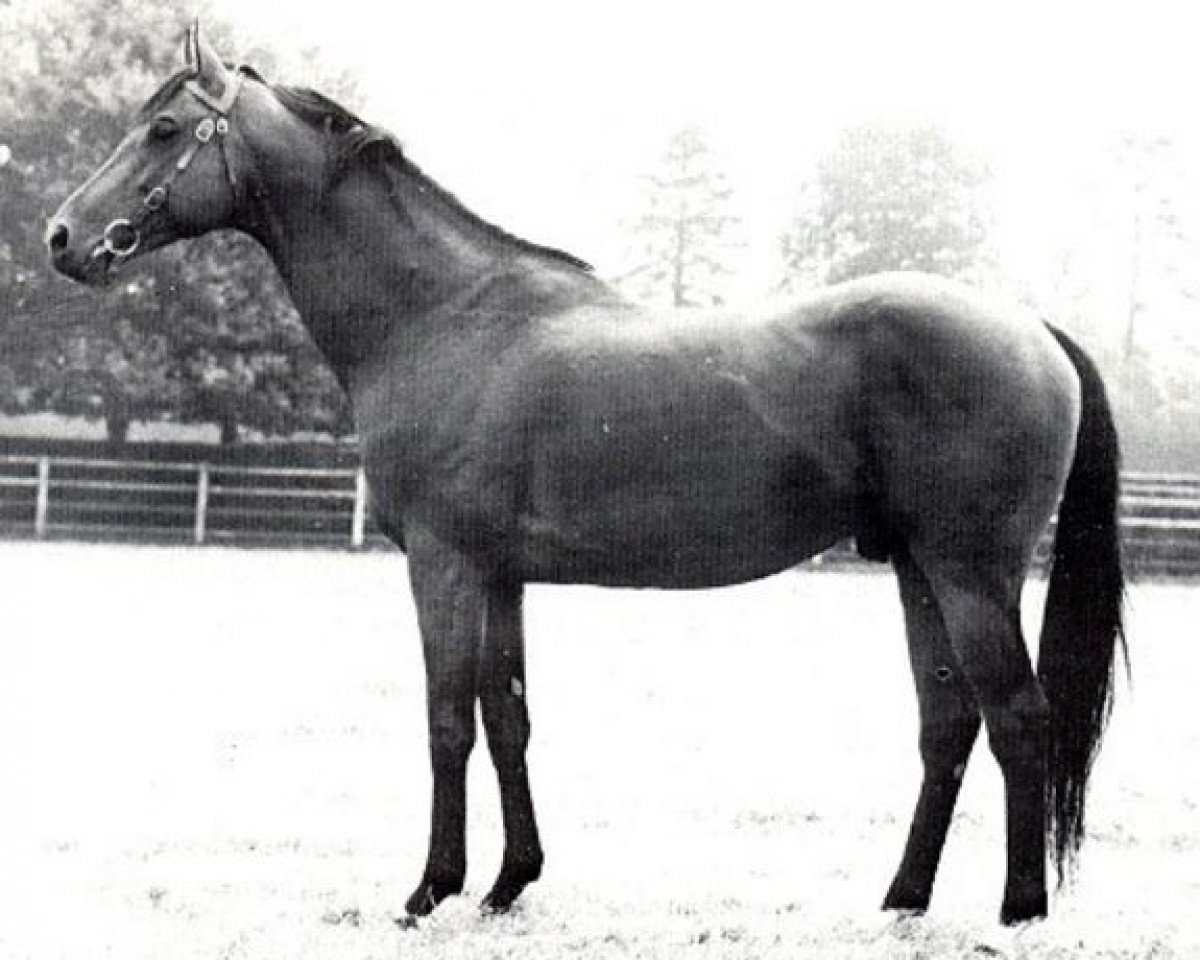 stallion Snob xx (Thoroughbred, 1959, from Mourne xx)