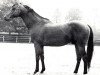 stallion Snob xx (Thoroughbred, 1959, from Mourne xx)