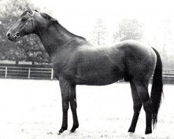 stallion Snob xx (Thoroughbred, 1959, from Mourne xx)