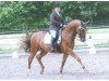 dressage horse Kingdom for Margaux (Trakehner, 2005, from Hoftänzer)