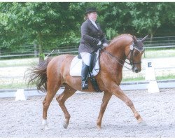 dressage horse Kingdom for Margaux (Trakehner, 2005, from Hoftänzer)