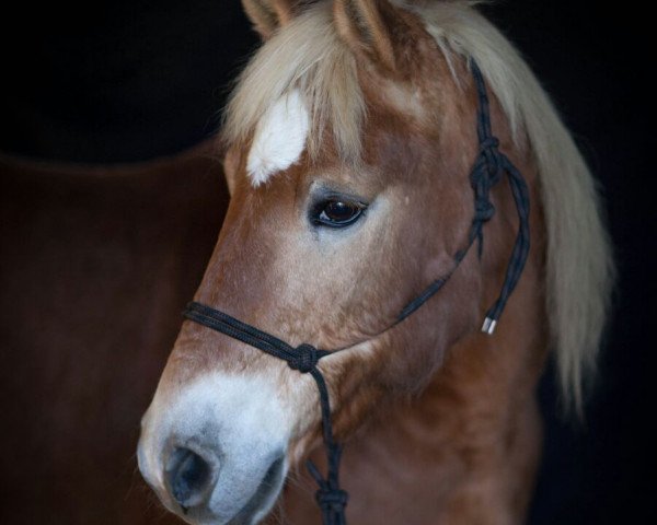 horse Asta-La-Vista (Haflinger, 1991, from Arras)