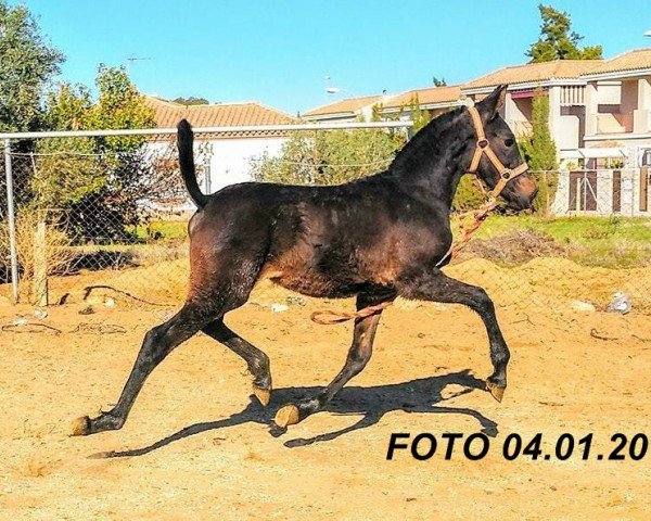 horse CALIFA (Hispano, 2017)