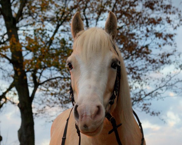 Zuchtstute Golden Lady (Haflinger-Mix, 2005)