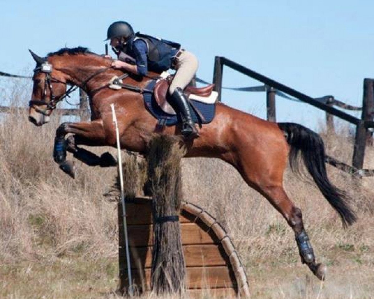 jumper Fairbanks Casino (Australian Wamblood, 2009, from Fairbanks Catargo)