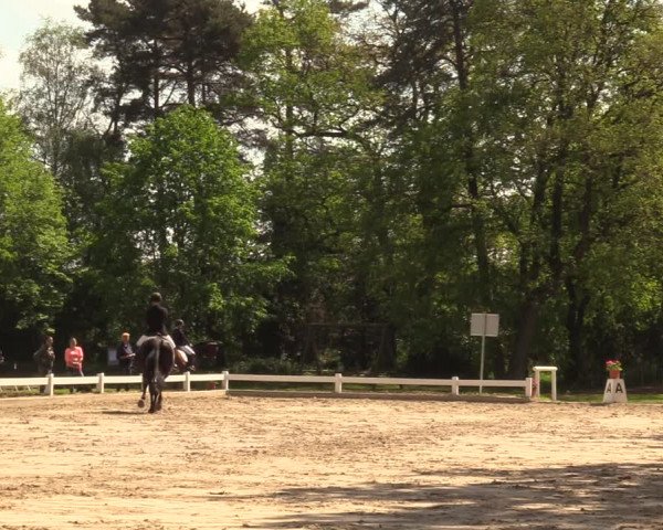 Reitturnier Meppen 2018