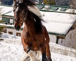 stallion Charly Brown (Tinker / Irish Cob / Gypsy Vanner, 2010, from Cardinal 45)