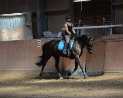 broodmare La Belle (Trakehner, 2001, from Latimer)