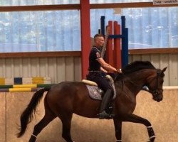 dressage horse Fae Jacky K (Hanoverian, 2012, from Jazz)