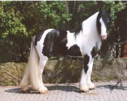 stallion Carrick (Tinker / Irish Cob / Gypsy Vanner, 1999, from Candiman)