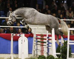 stallion Lord Pepper (Oldenburg, 2011, from Levisonn 208 FIN)