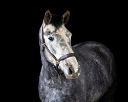 dressage horse Lanuk (Hanoverian, 2013, from Lemony's Nicket)