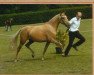 broodmare Larissa (German Riding Pony, 1999, from Lucky Lao)