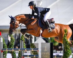 jumper Sir Landal Joter (Brazilian horse, 2007, from Singulord Joter)