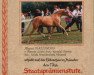 broodmare Alyssa (German Riding Pony, 1993, from Hamrik's Golden Arak)