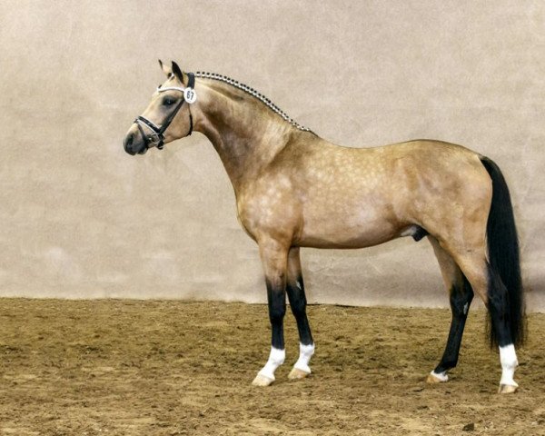 dressage horse Cocktailzauber (German Riding Pony, 2011, from Top Carlos Cassini)