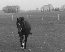 Springpferd Lake Silver's Coconut (Connemara-Pony, 1992, von Diplomat)