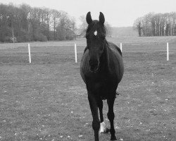 broodmare First Lady (Westphalian, 1999, from Ferragamo)