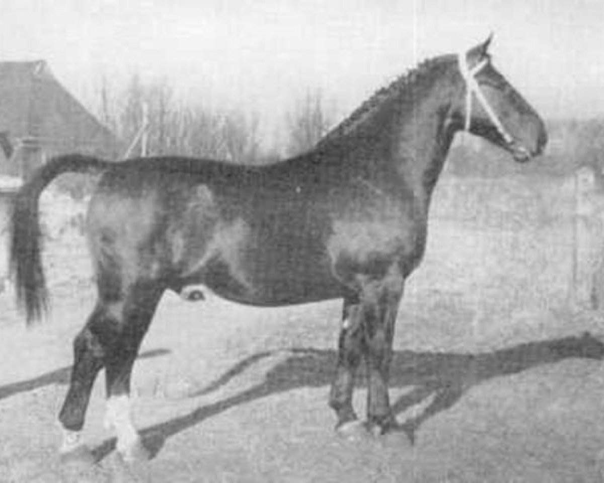 stallion Formaat (Oldenburg, 1951, from Folkert 3864)