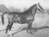 stallion Formaat (Oldenburg, 1951, from Folkert)