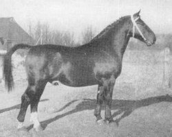 stallion Formaat (Oldenburg, 1951, from Folkert 3864)